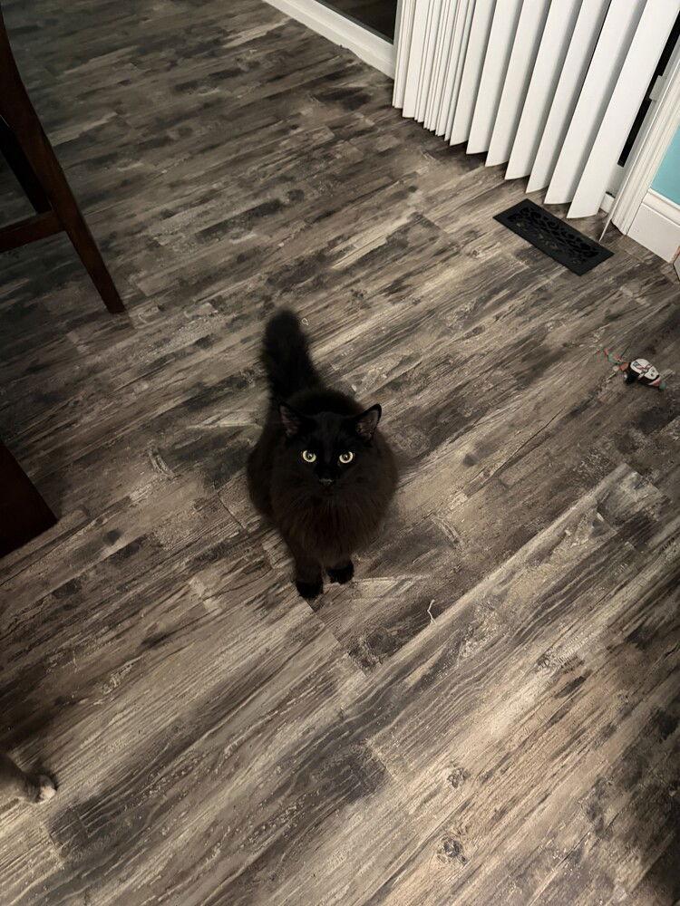 Enlarge Kevin, a Adoptable Domestic Long Hair in O'Fallon, MO image 1/2