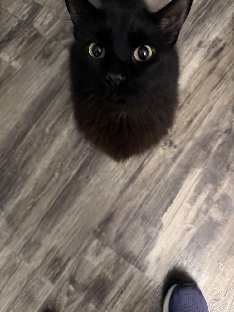 Enlarge Kevin, a Adoptable Domestic Long Hair in O'Fallon, MO image 2/2