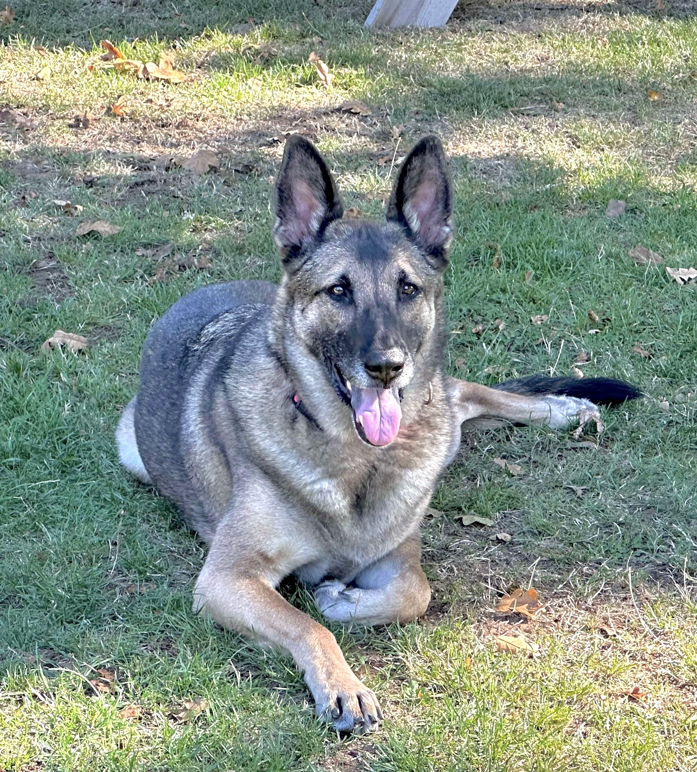 Dog for adoption Sable, a German Shepherd Dog & Belgian Shepherd