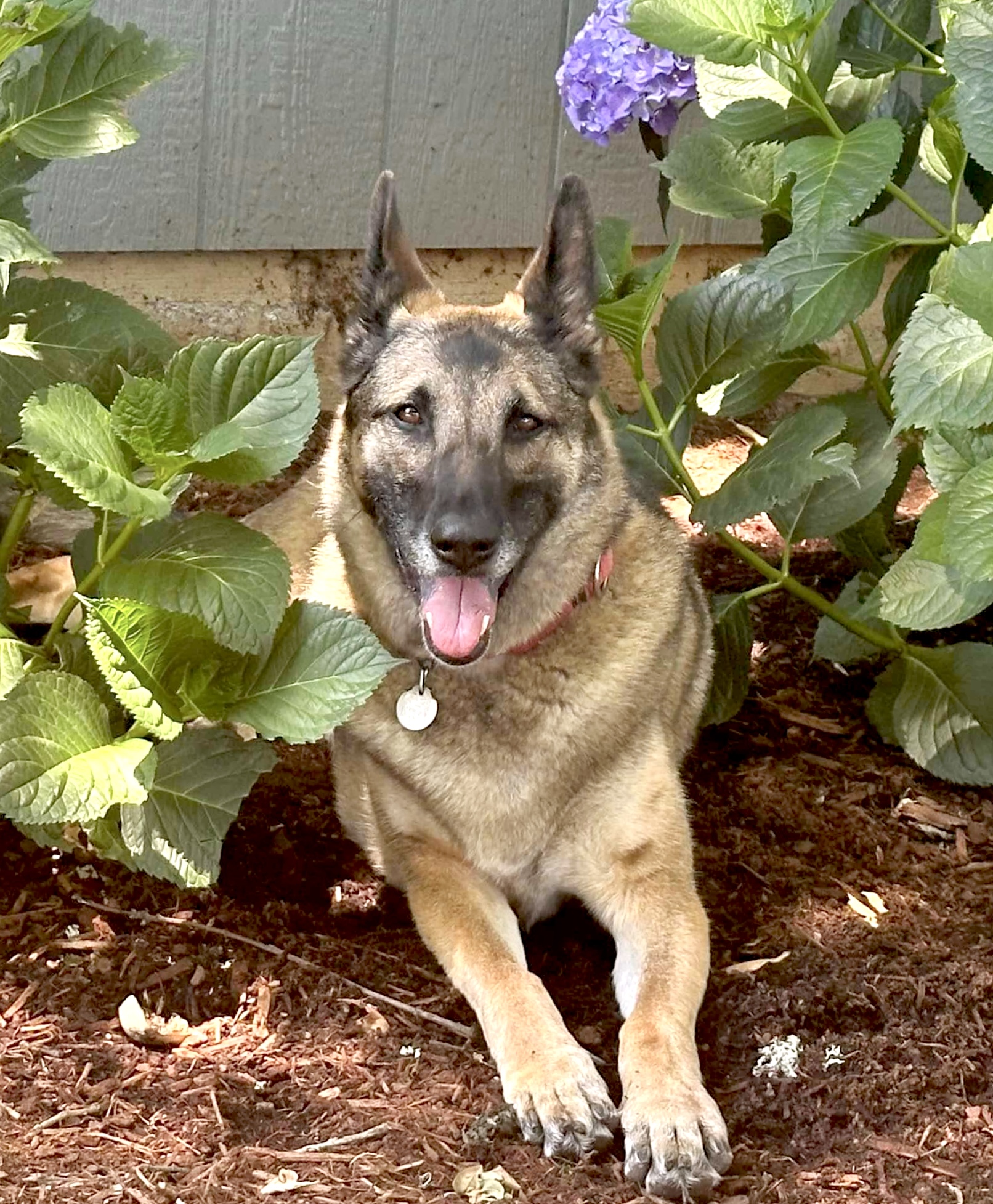 Dog for adoption Sable, a German Shepherd Dog & Belgian Shepherd