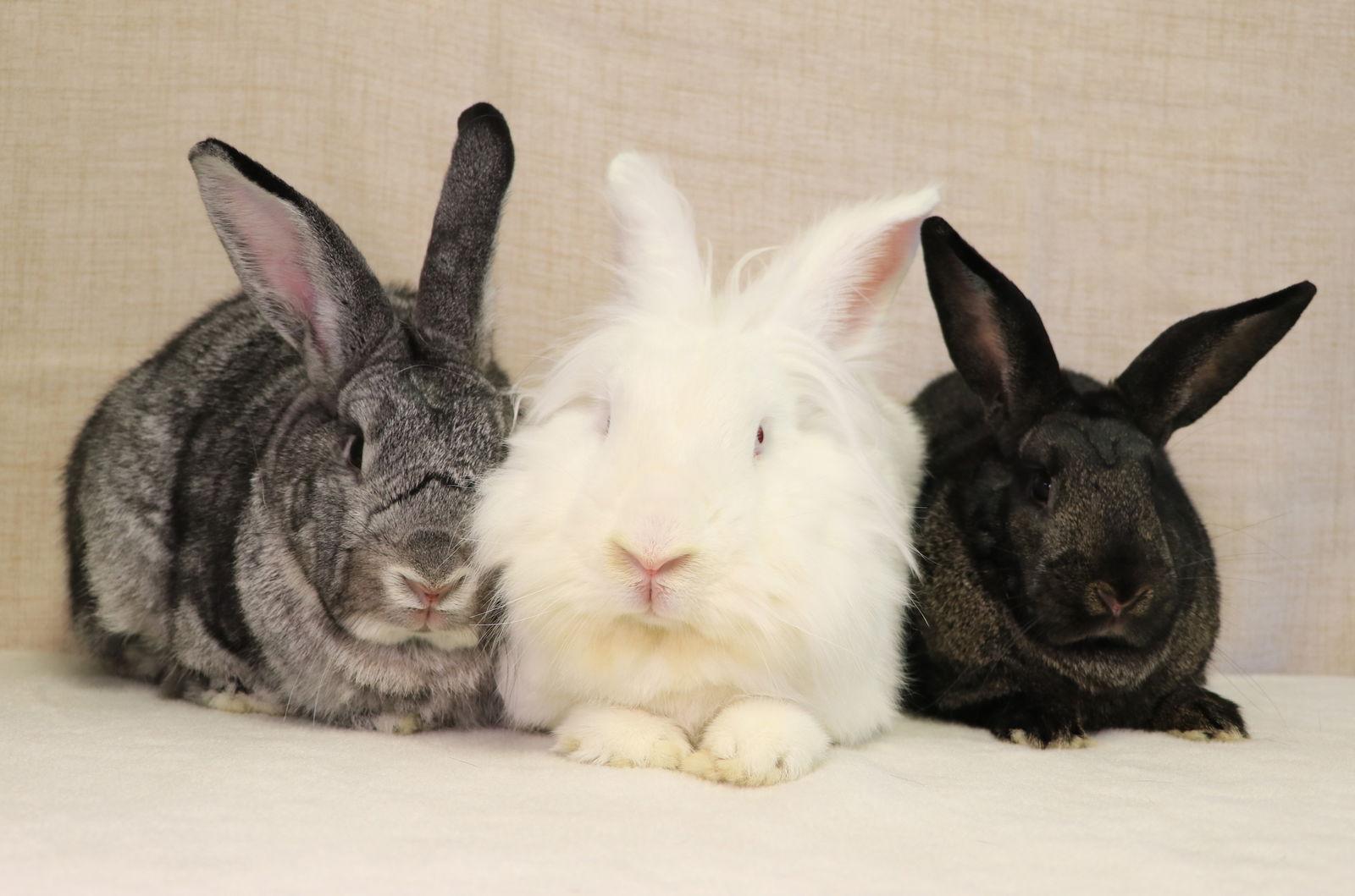 Christa, a Adoptable New Zealand in Lakeville, MN image 1/3