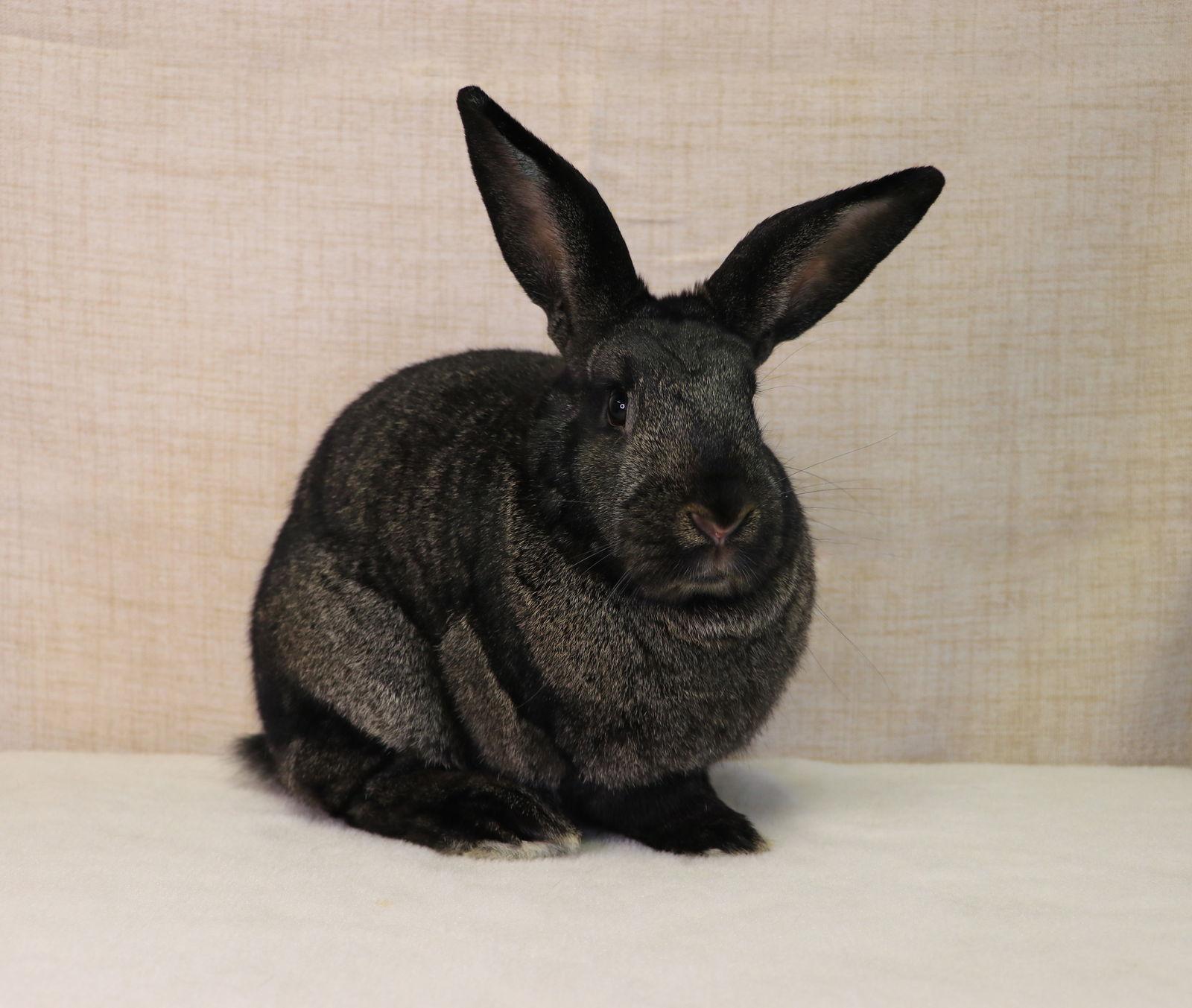 Christa, a Adoptable New Zealand in Lakeville, MN image 2/3