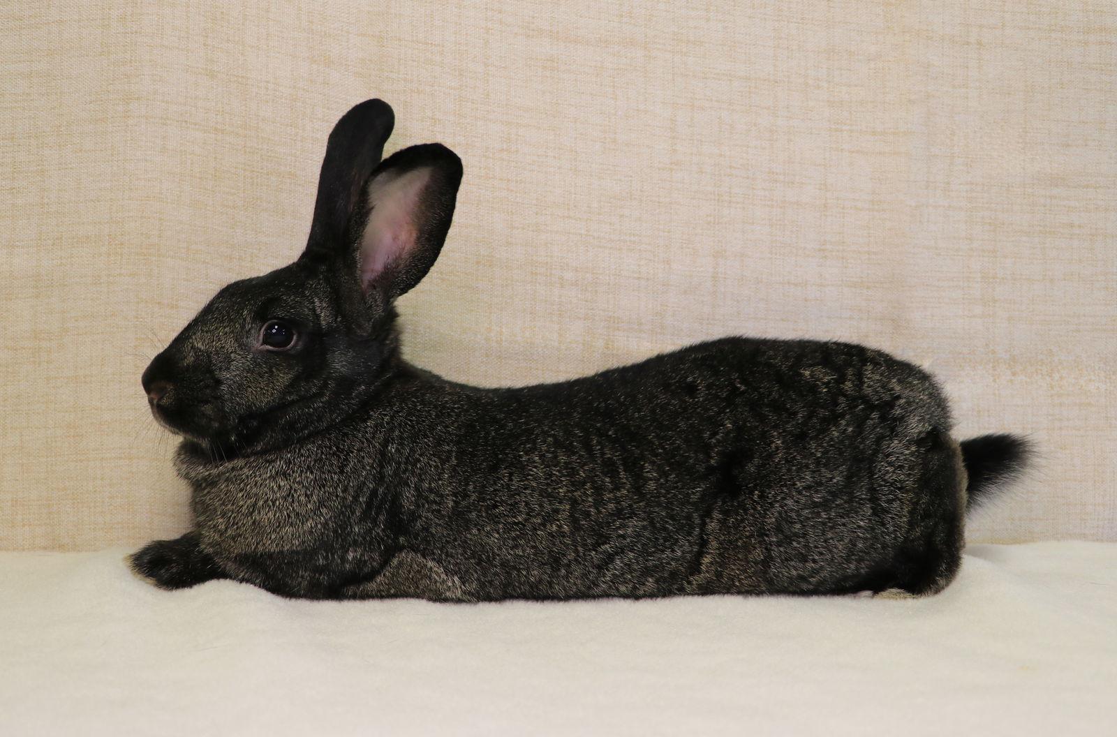 Christa, a Adoptable New Zealand in Lakeville, MN image 3/3