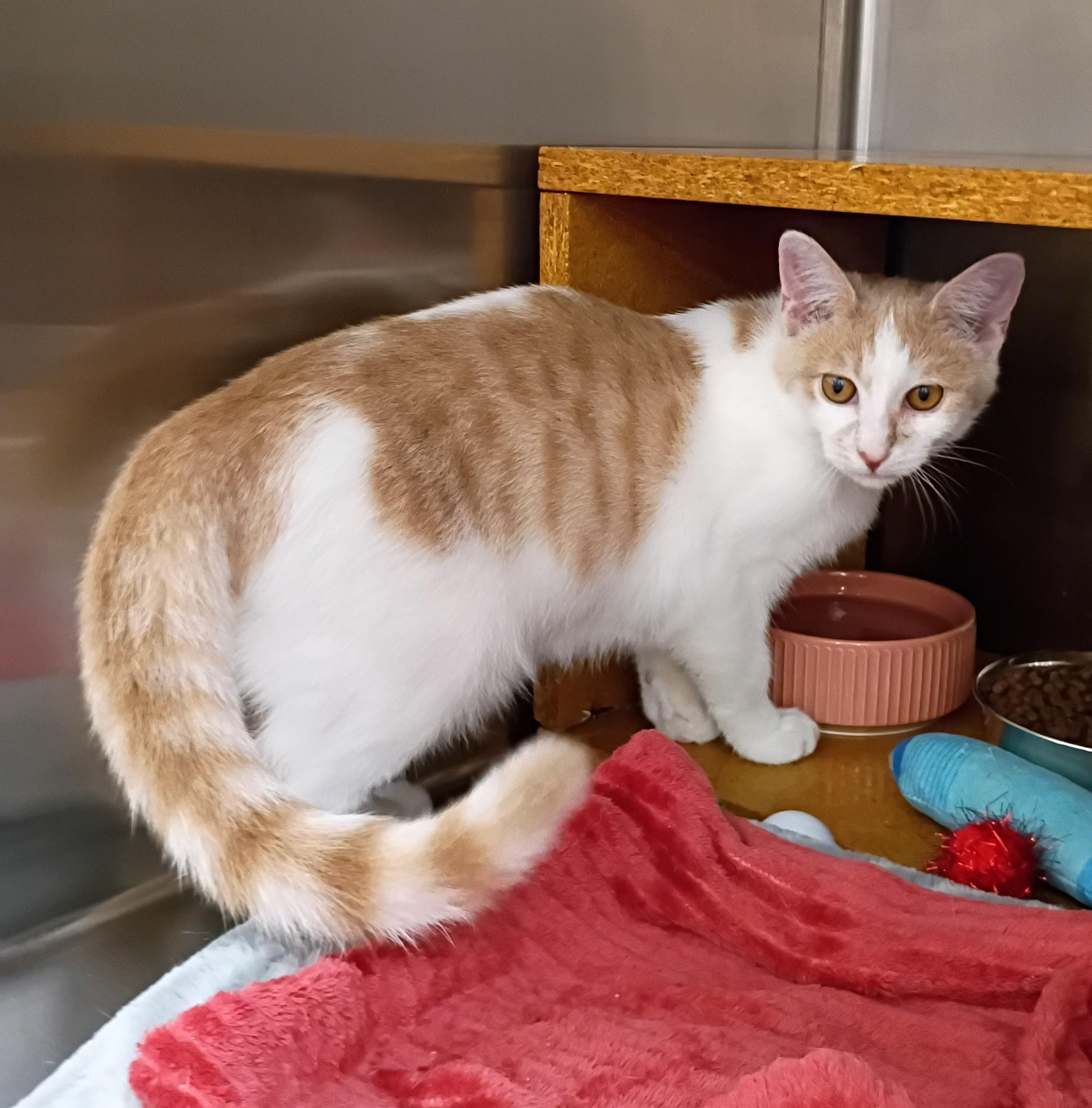 Enlarge Charlie - cuddly & playful, a Adopted Domestic Short Hair in Hendersonville, TN image 1/1
