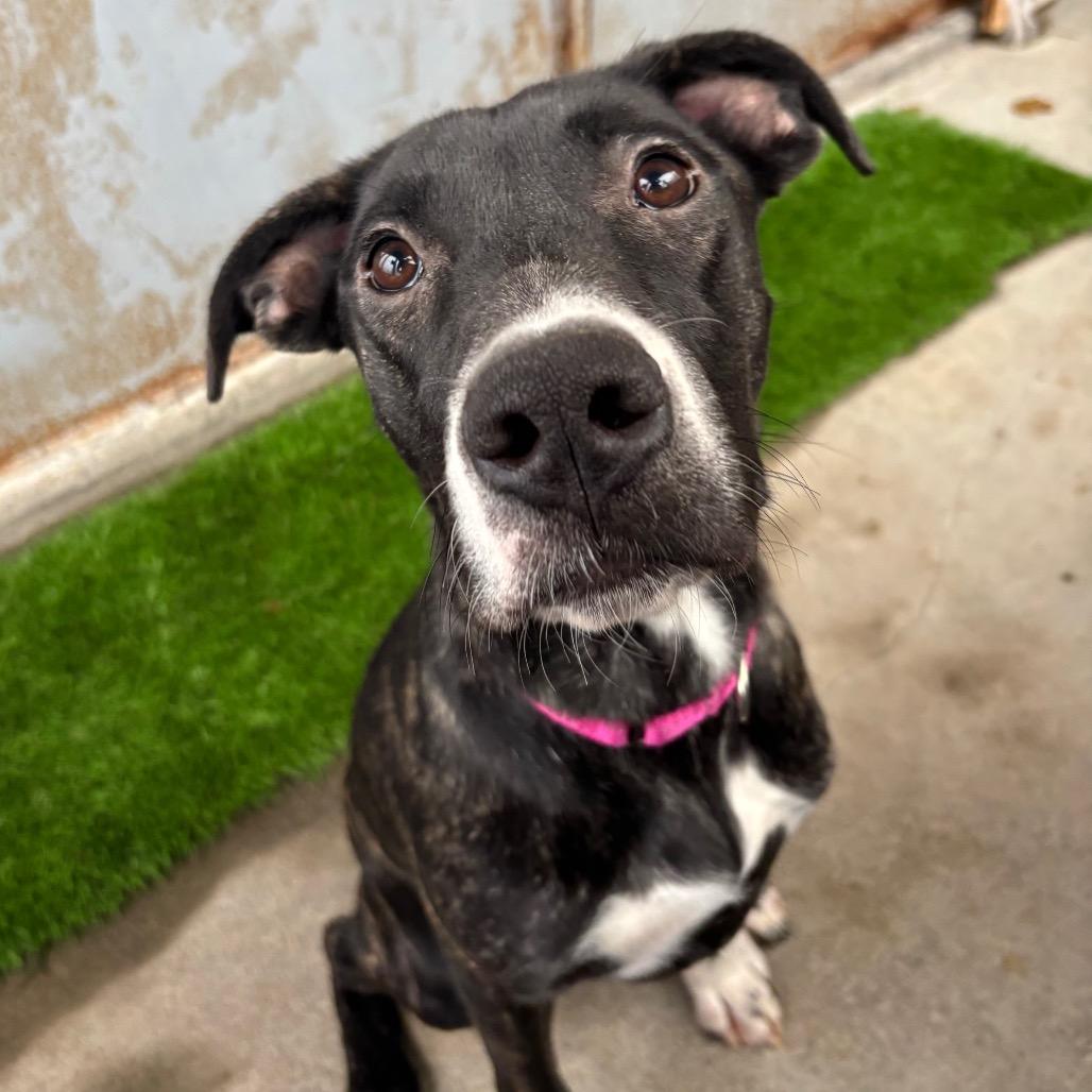 Azula, Adoptable, Young Female Mixed Breed.