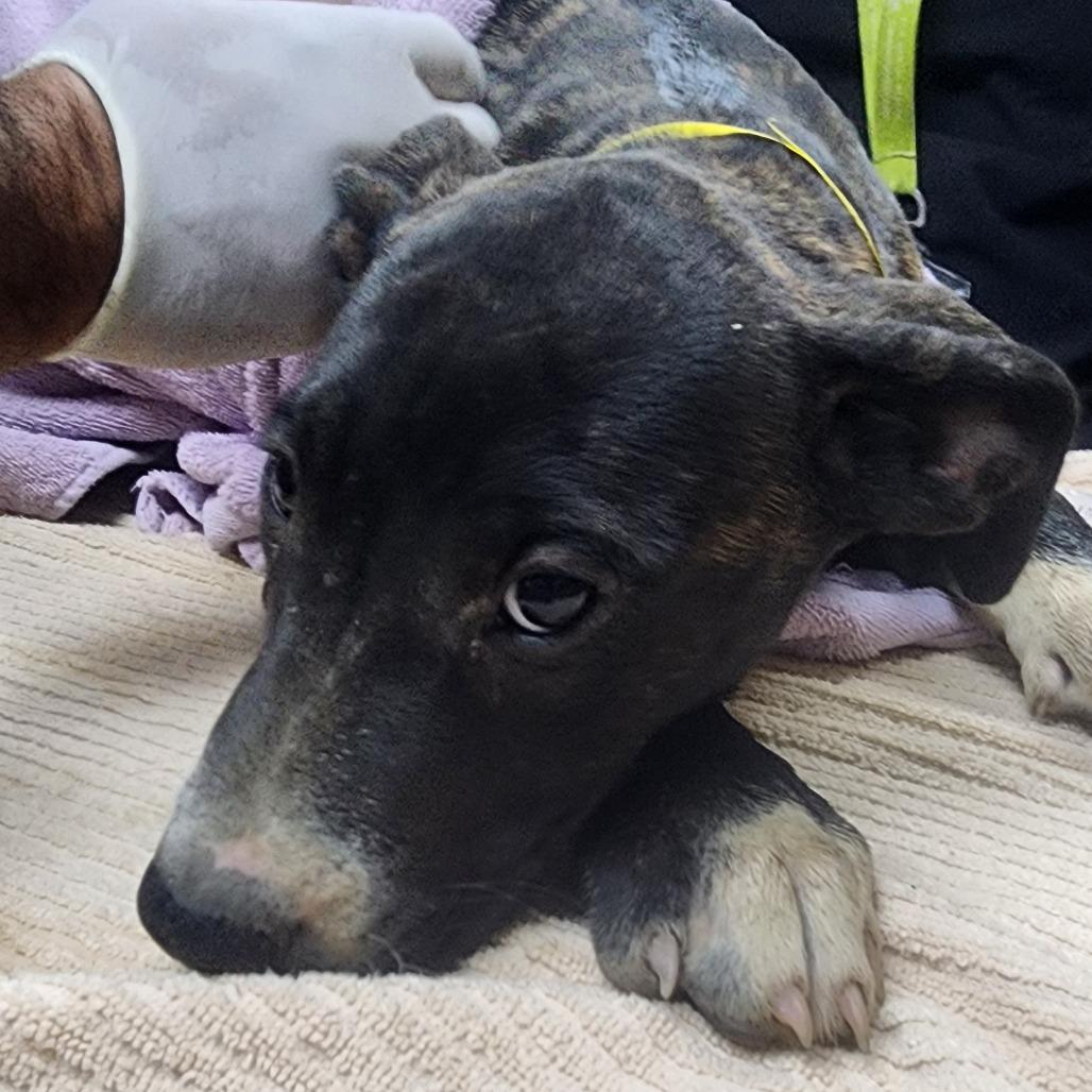 Enlarge Azula, a Adoptable Mixed Breed in Redwood Valley, CA image 2/6