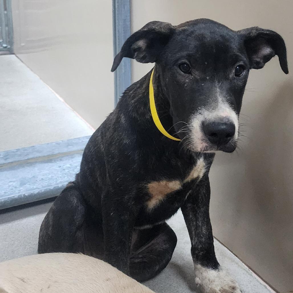 Enlarge Azula, a Adoptable Mixed Breed in Redwood Valley, CA image 3/6