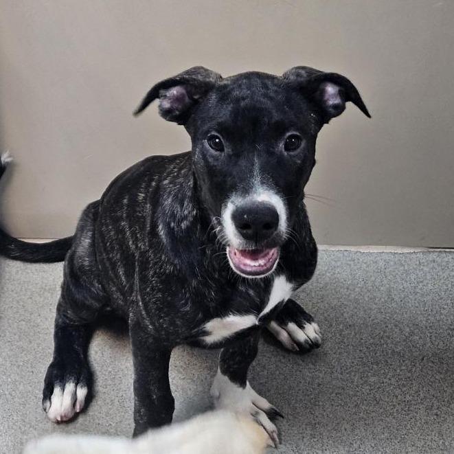 Enlarge Azula, a Adoptable Mixed Breed in Redwood Valley, CA image 4/6