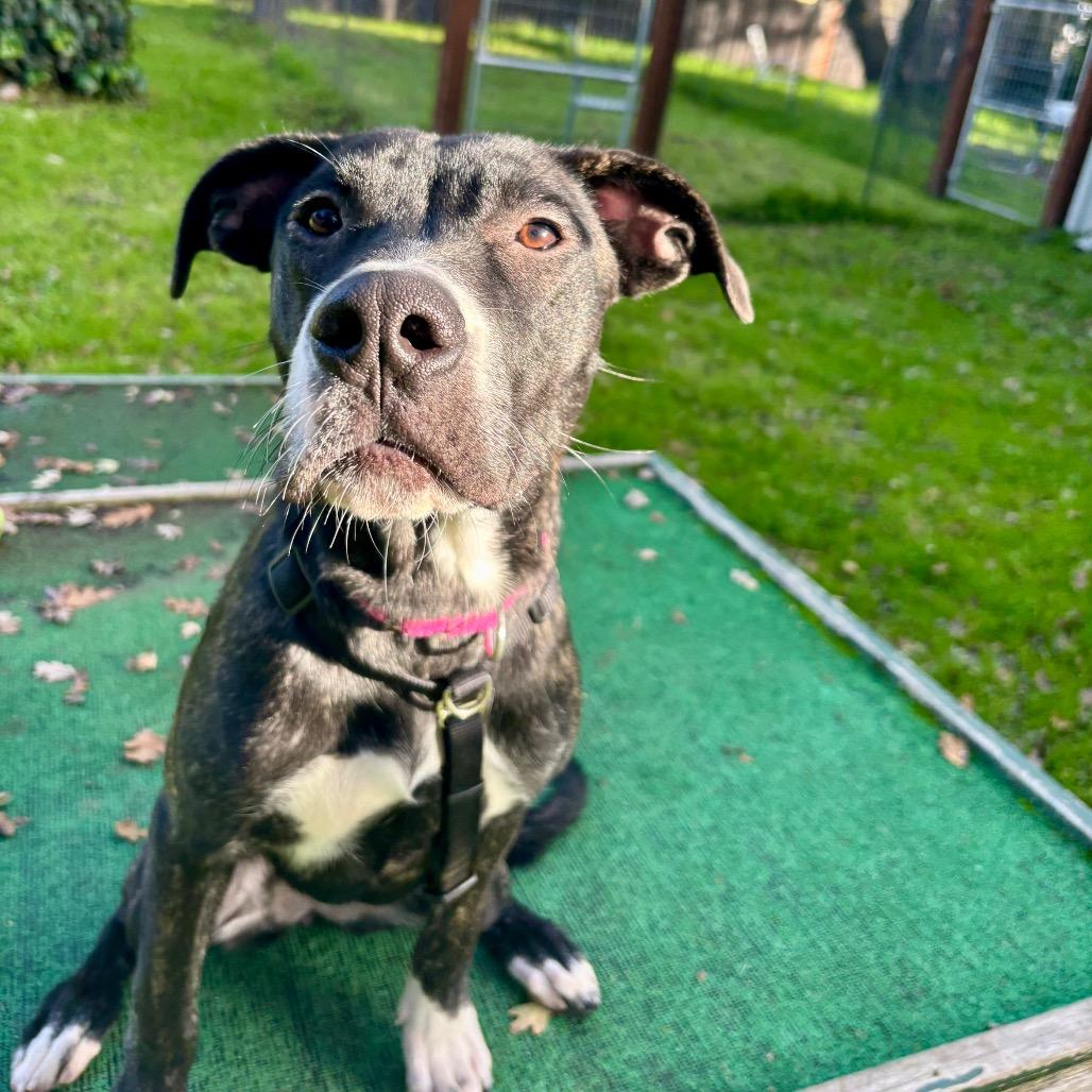 Enlarge Azula, a Adoptable Mixed Breed in Redwood Valley, CA image 5/6