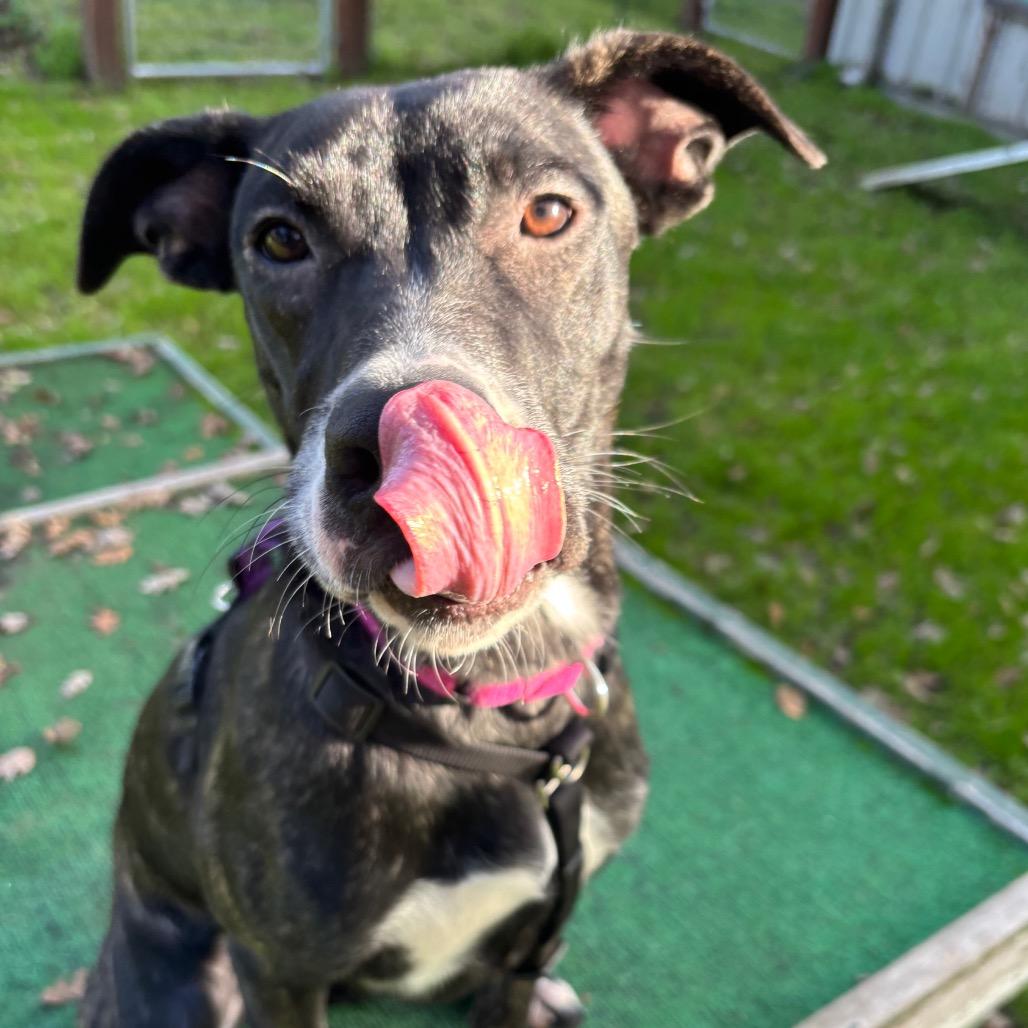 Enlarge Azula, a Adoptable Mixed Breed in Redwood Valley, CA image 6/6