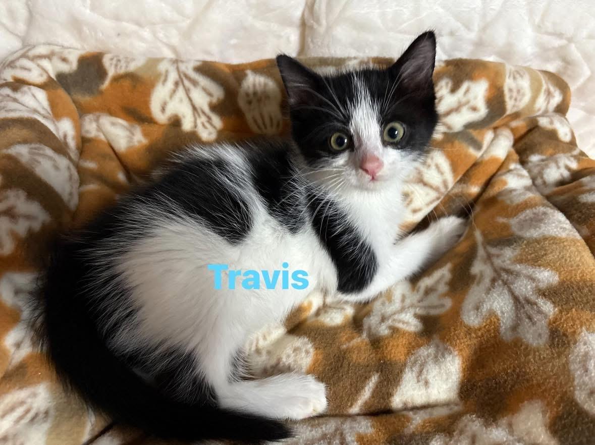 Enlarge Travis, a Adoptable Domestic Short Hair in Seaford, NY image 1/5