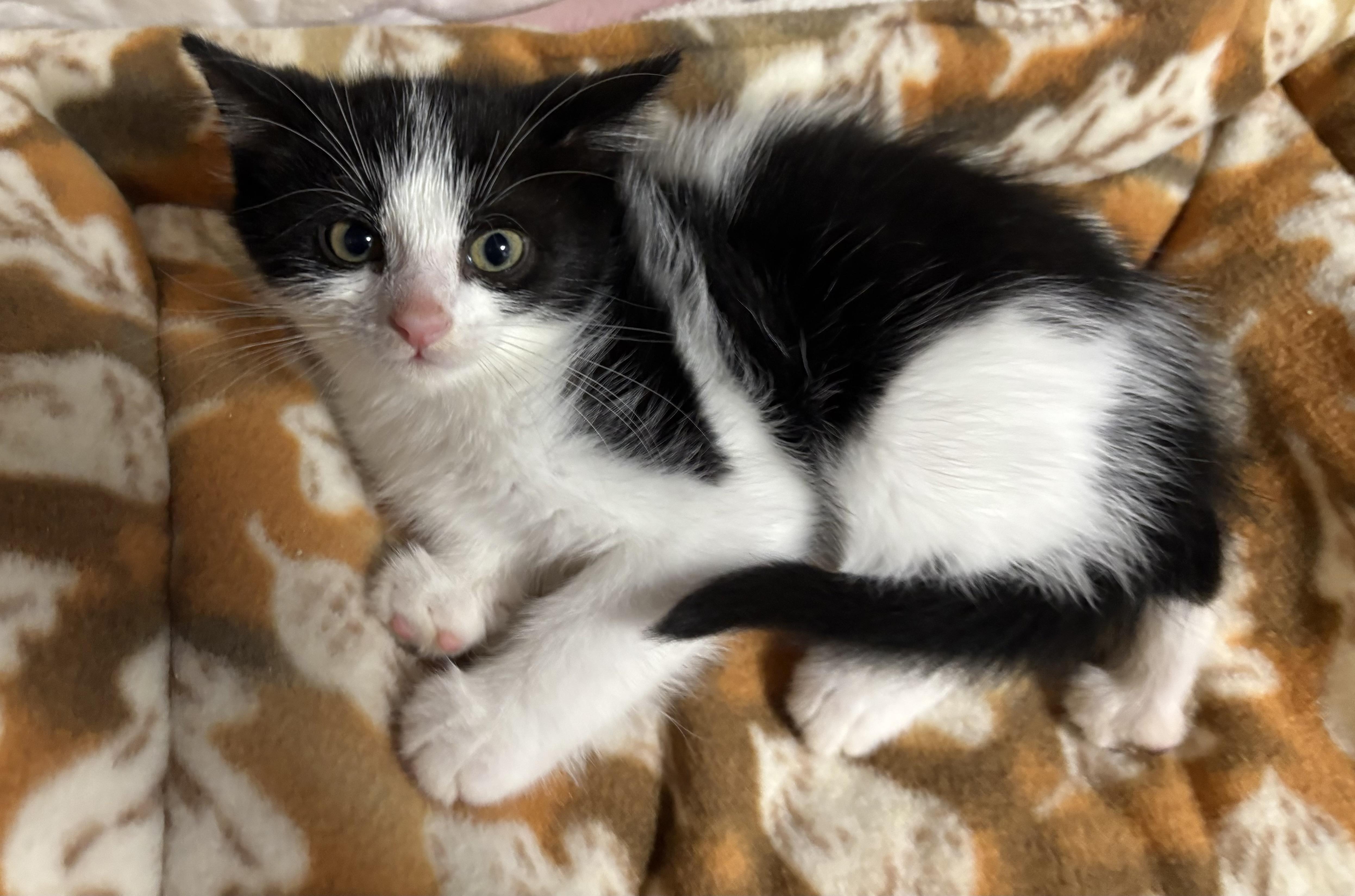 Enlarge Travis, a Adoptable Domestic Short Hair in Seaford, NY image 2/5