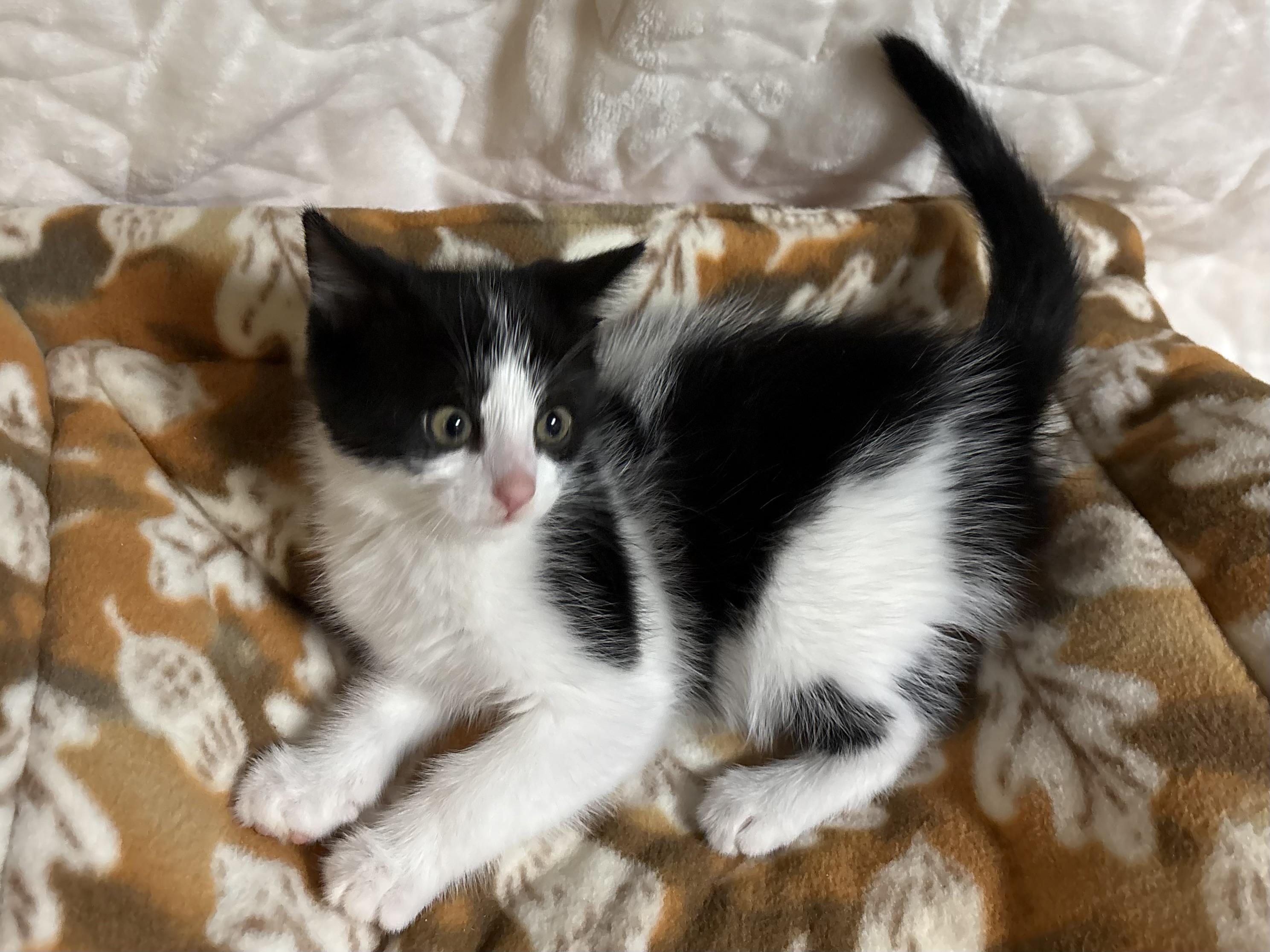 Enlarge Travis, a Adoptable Domestic Short Hair in Seaford, NY image 3/5