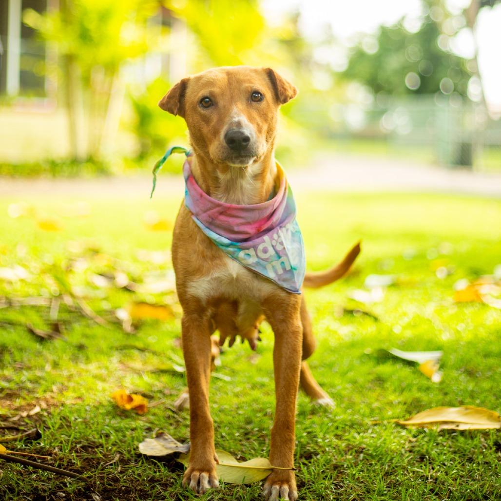 Chantilly, Adoptable, Adult Female Mixed Breed.