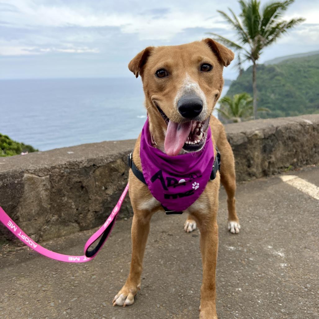 Chantilly, a Adoptable Mixed Breed in Kailua Kona, HI image 2/6