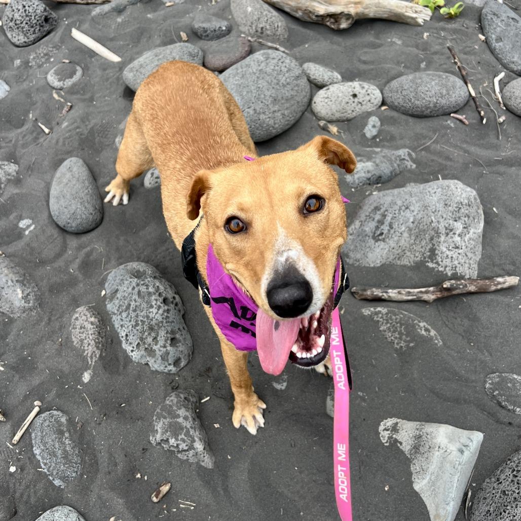 Chantilly, a Adoptable Mixed Breed in Kailua Kona, HI image 3/6