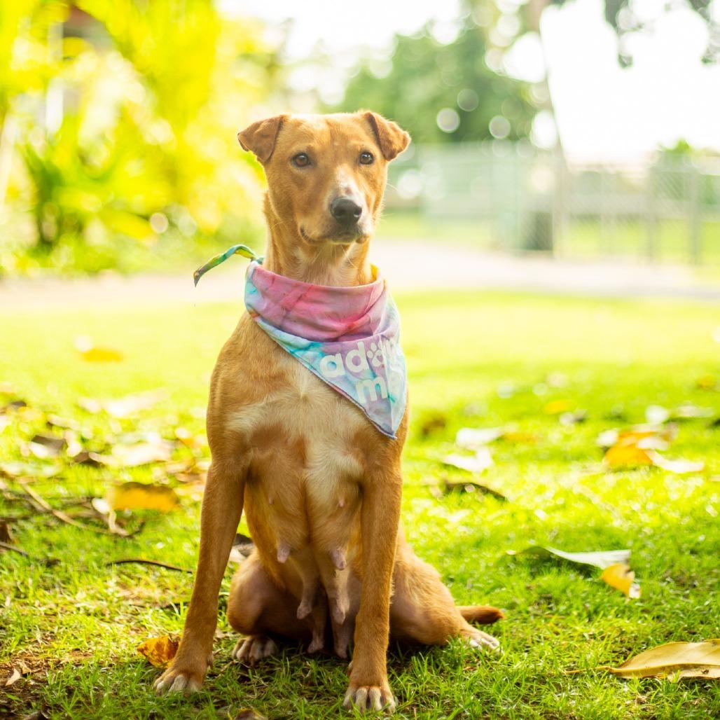 Chantilly, a Adoptable Mixed Breed in Kailua Kona, HI image 4/6