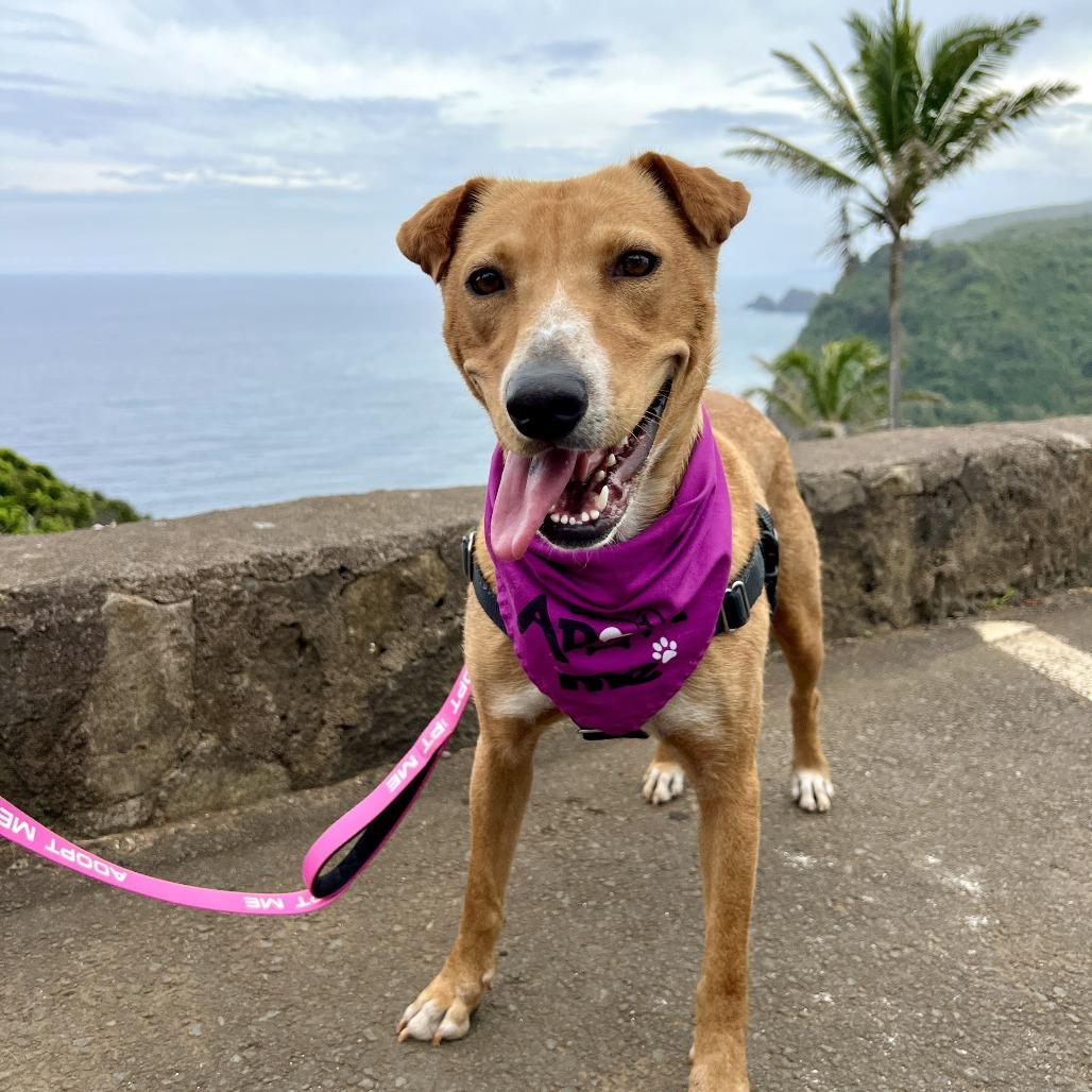 Chantilly, a Adoptable Mixed Breed in Kailua Kona, HI image 5/6
