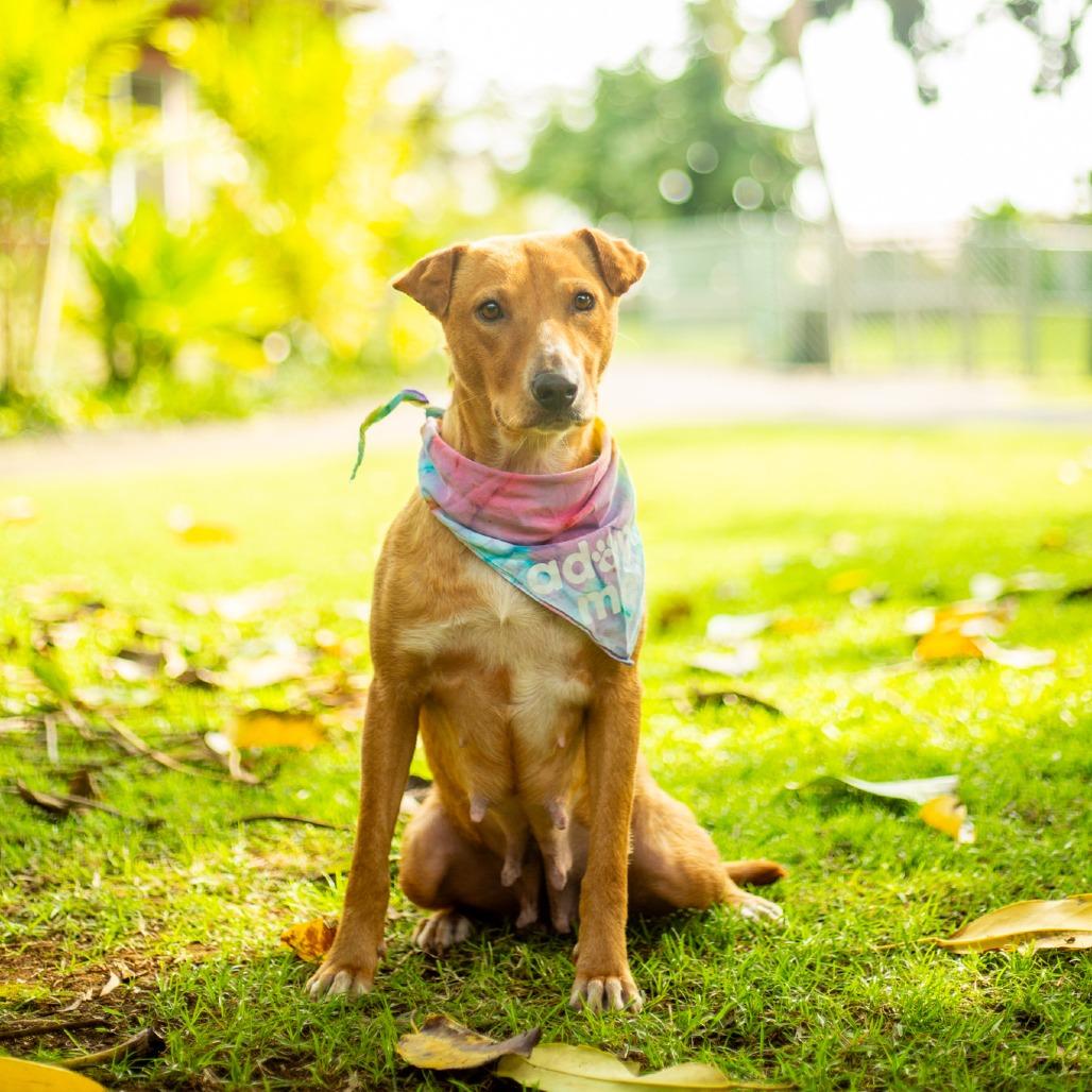 Chantilly, a Adoptable Mixed Breed in Kailua Kona, HI image 6/6