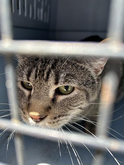 Enlarge CLOVER, a Adoptable Domestic Short Hair in Casper, WY image 1/1