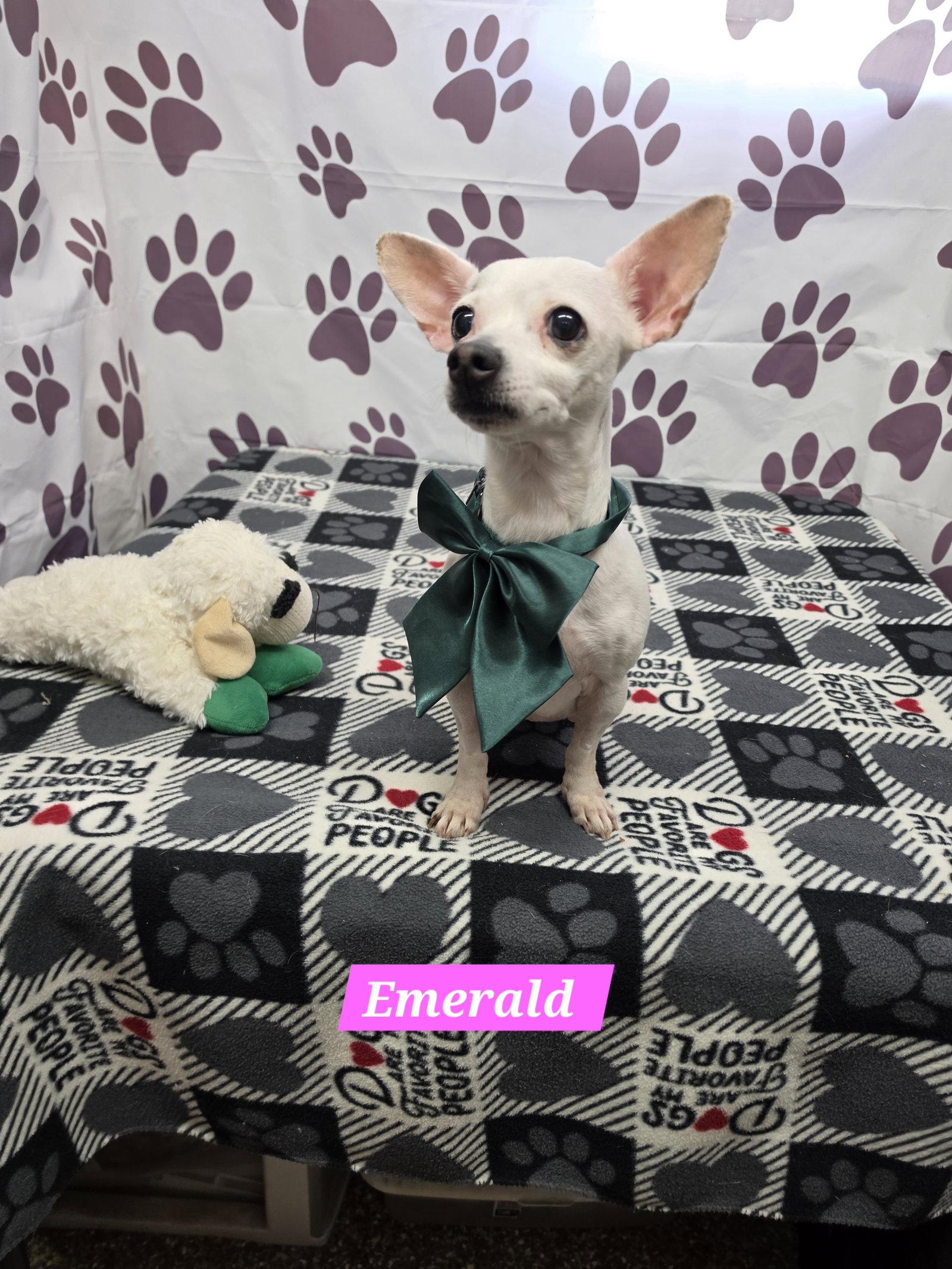 Enlarge Emerald, a Adoptable Chihuahua in Metairie, LA image 1/1