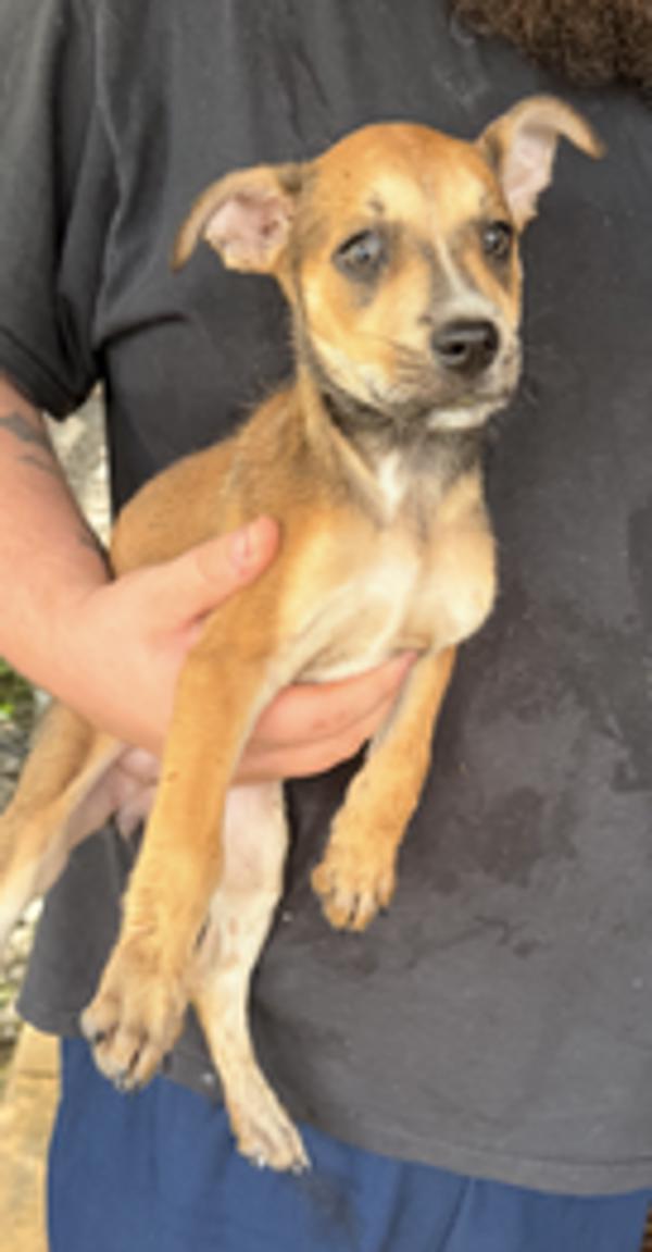Bonnie, Adoptable, Puppy Female Terrier.