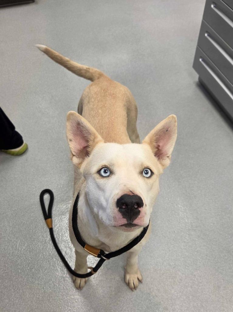 Pocahontas, Adoptable, Young Female Husky & Mixed Breed.