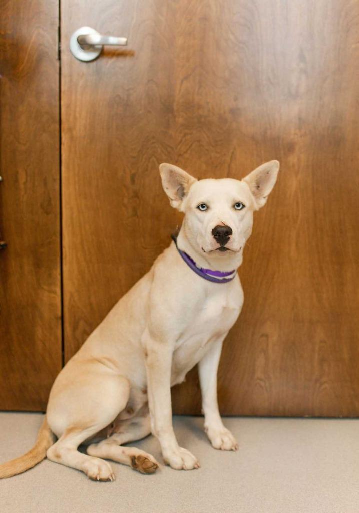 Enlarge Pocahontas, a Adoptable mixed breed in Chillicothe, OH image 2/2
