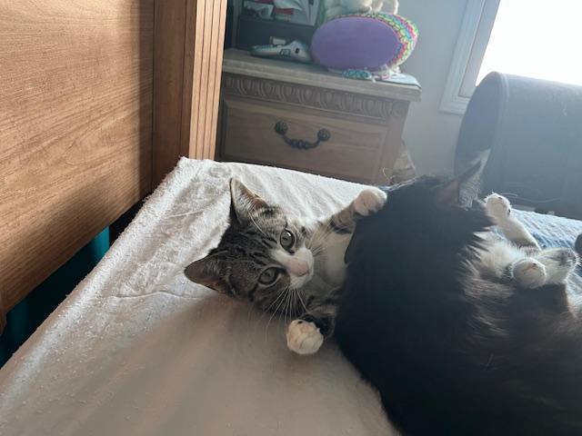 Enlarge Princess (Bonded w/Cinn. Roll), an adopted Domestic Short Hair in Johnsburg, IL image 2/6