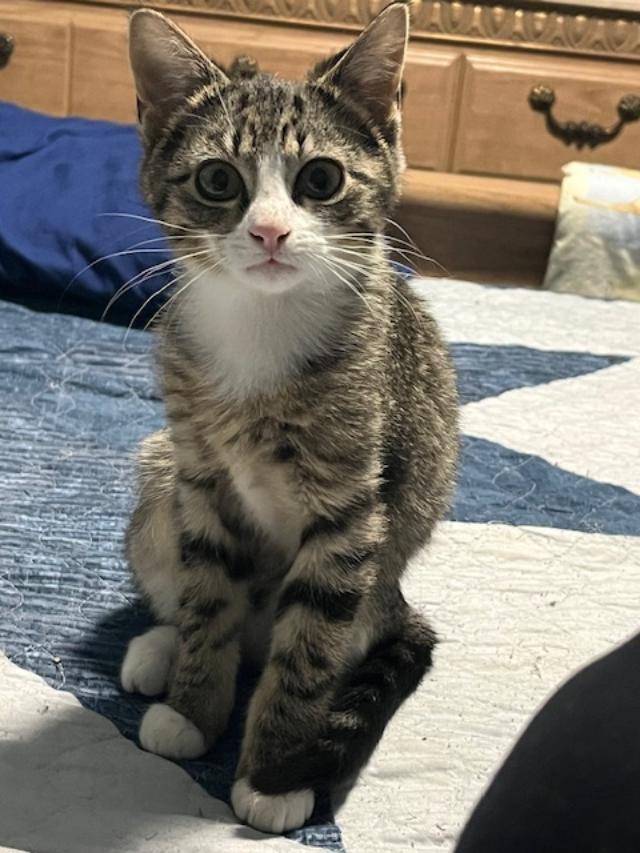 Enlarge Princess (Bonded w/Cinn. Roll), an adopted Domestic Short Hair in Johnsburg, IL image 1/6