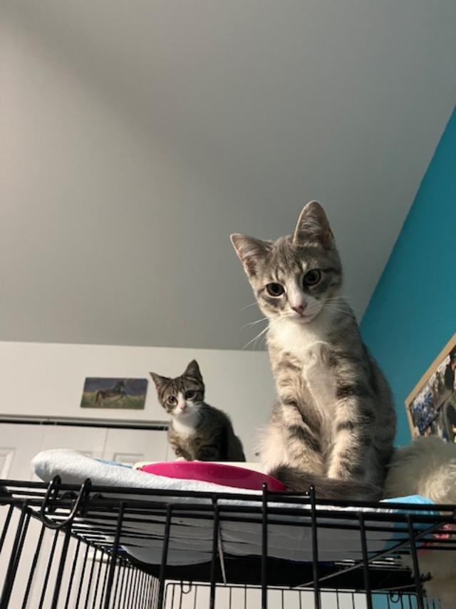 Enlarge Princess (Bonded w/Cinn. Roll), an adopted Domestic Short Hair in Johnsburg, IL image 3/6