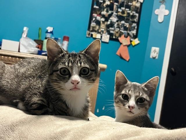 Enlarge Princess (Bonded w/Cinn. Roll), an adopted Domestic Short Hair in Johnsburg, IL image 5/6