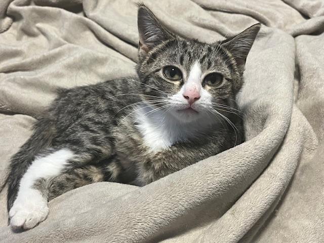 Enlarge Princess (Bonded w/Cinn. Roll), an adopted Domestic Short Hair in Johnsburg, IL image 4/6