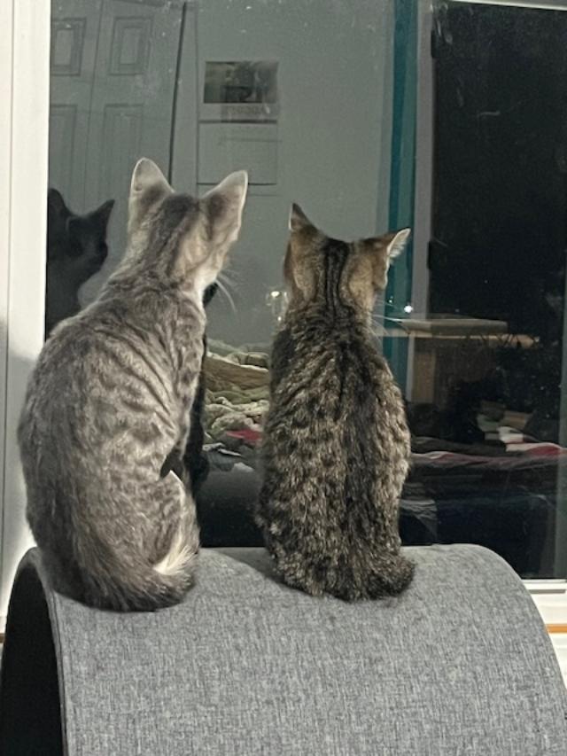 Enlarge Princess (Bonded w/Cinn. Roll), an adopted Domestic Short Hair in Johnsburg, IL image 6/6