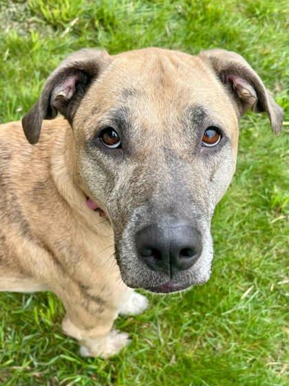 Otis, Adoptable, Young Male Mixed Breed & Mixed Breed.