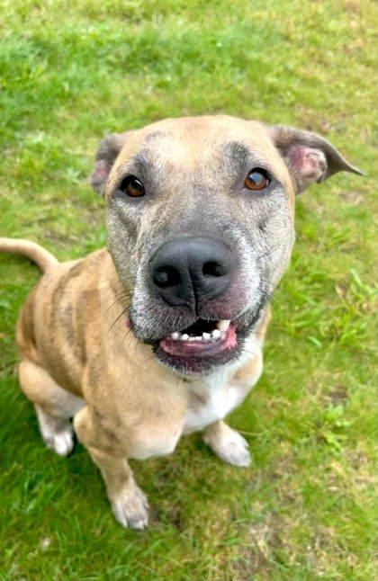 Enlarge Otis, a Adoptable mixed breed in Traverse City, MI image 2/3