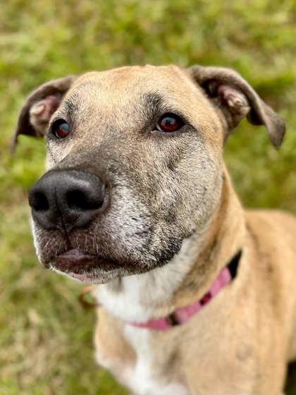 Enlarge Otis, a Adoptable mixed breed in Traverse City, MI image 3/3