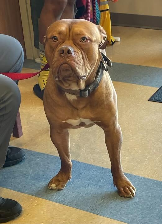Bowser, Adoptable, Young Male Dogue de Bordeaux.