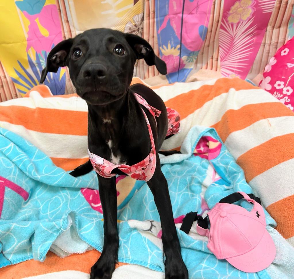 Ham, Adoptable, Puppy Female Labrador Retriever.