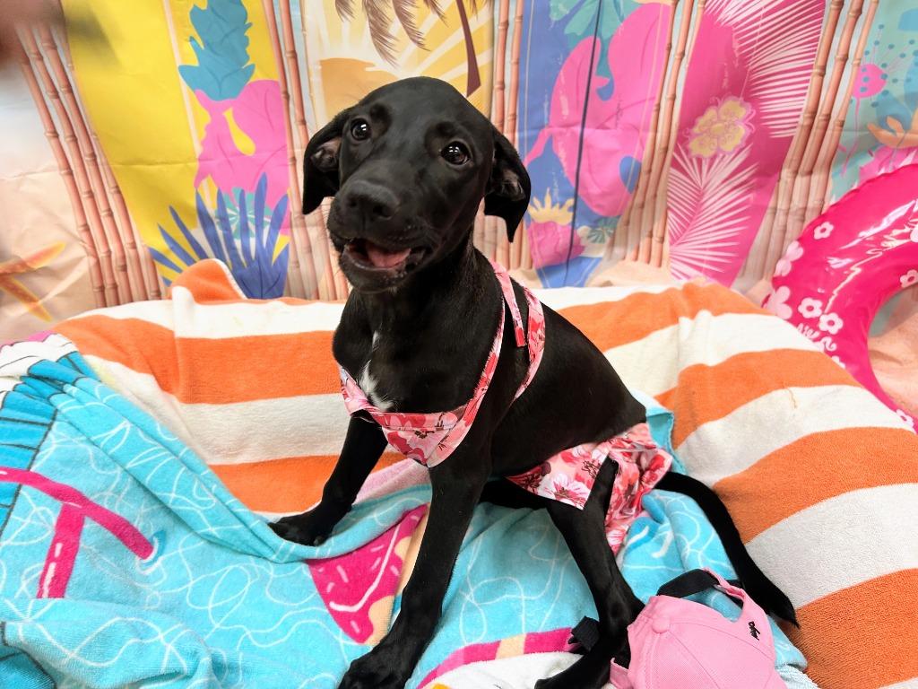 Enlarge Ham, a Adoptable mixed breed in Bryant, AR image 2/3