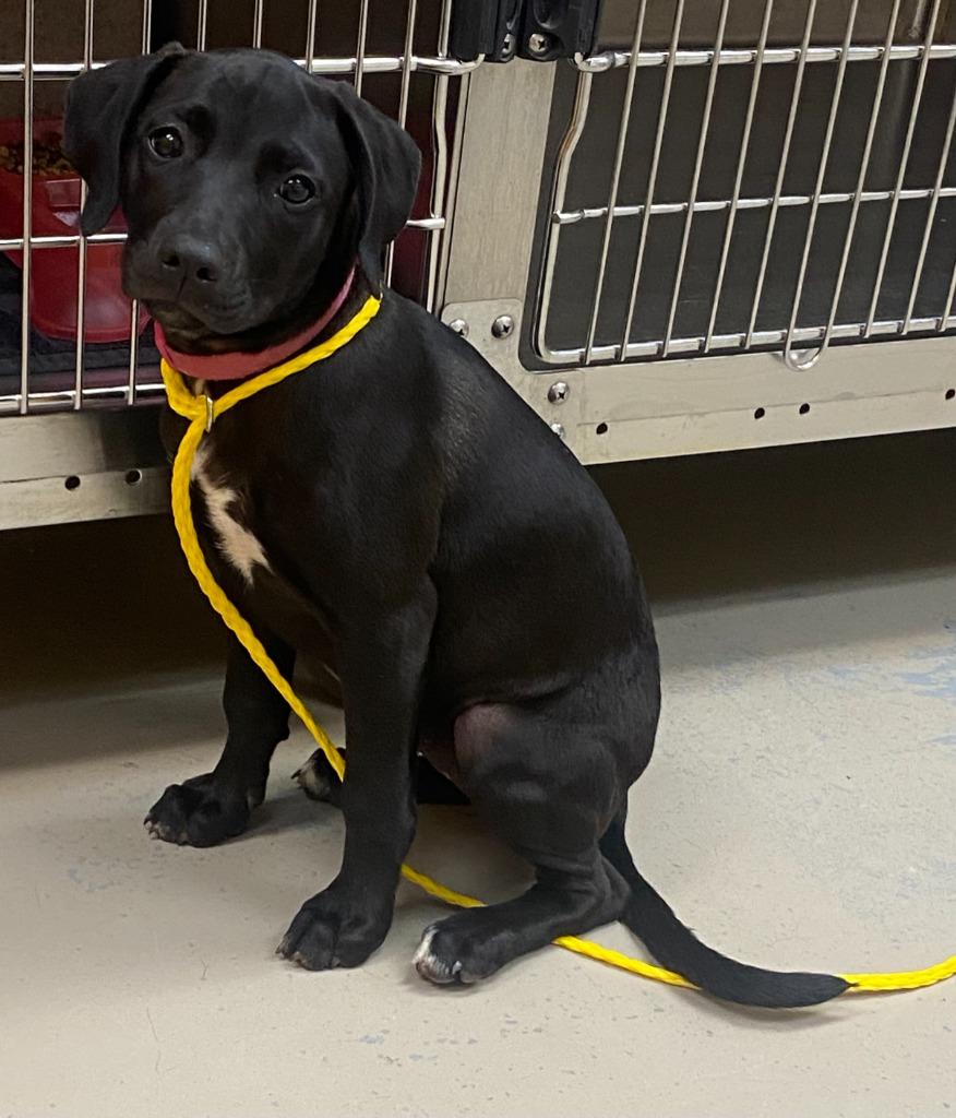 Enlarge Ham, a Adoptable mixed breed in Bryant, AR image 3/3