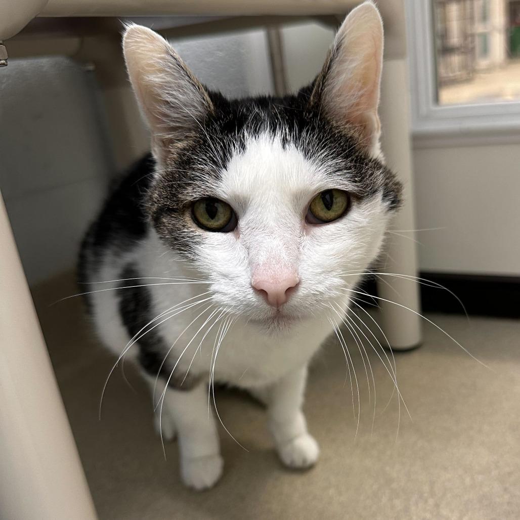 Enlarge Lacey, a Adoptable Domestic Short Hair in Marshall, VA image 1/3