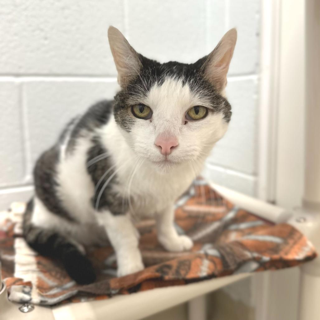 Enlarge Lacey, a Adoptable Domestic Short Hair in Marshall, VA image 2/3