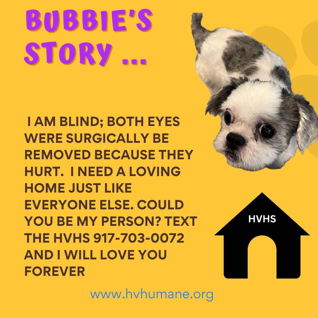 Bubbie, ADOPTABLE, Adult Male Lhasa Apso & Shih Tzu.