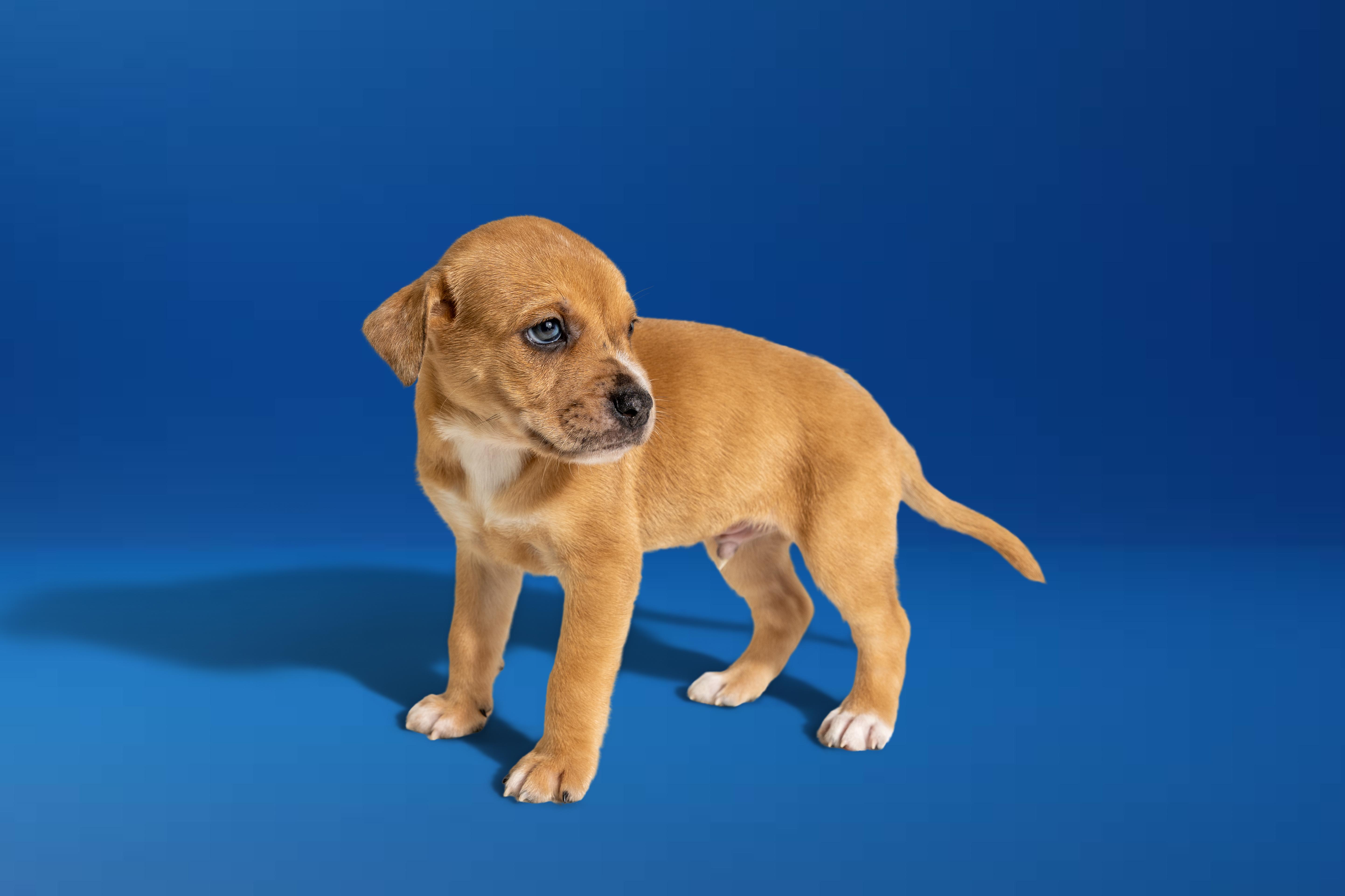 Enlarge Landon, a ADOPTABLE mixed breed in Simsbury, CT image 2/3