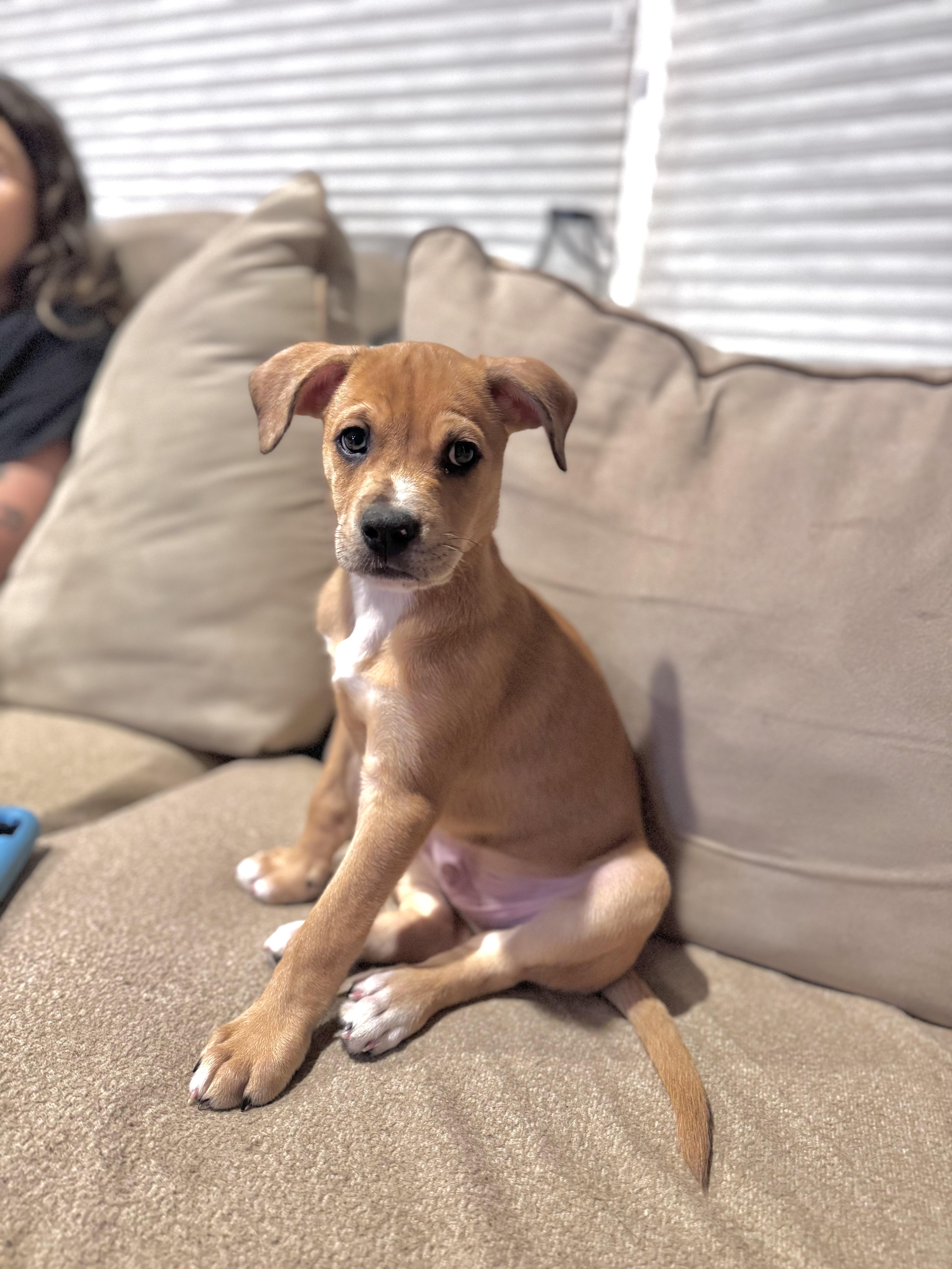 Landon, a ADOPTABLE mixed breed in Simsbury, CT image 4/6