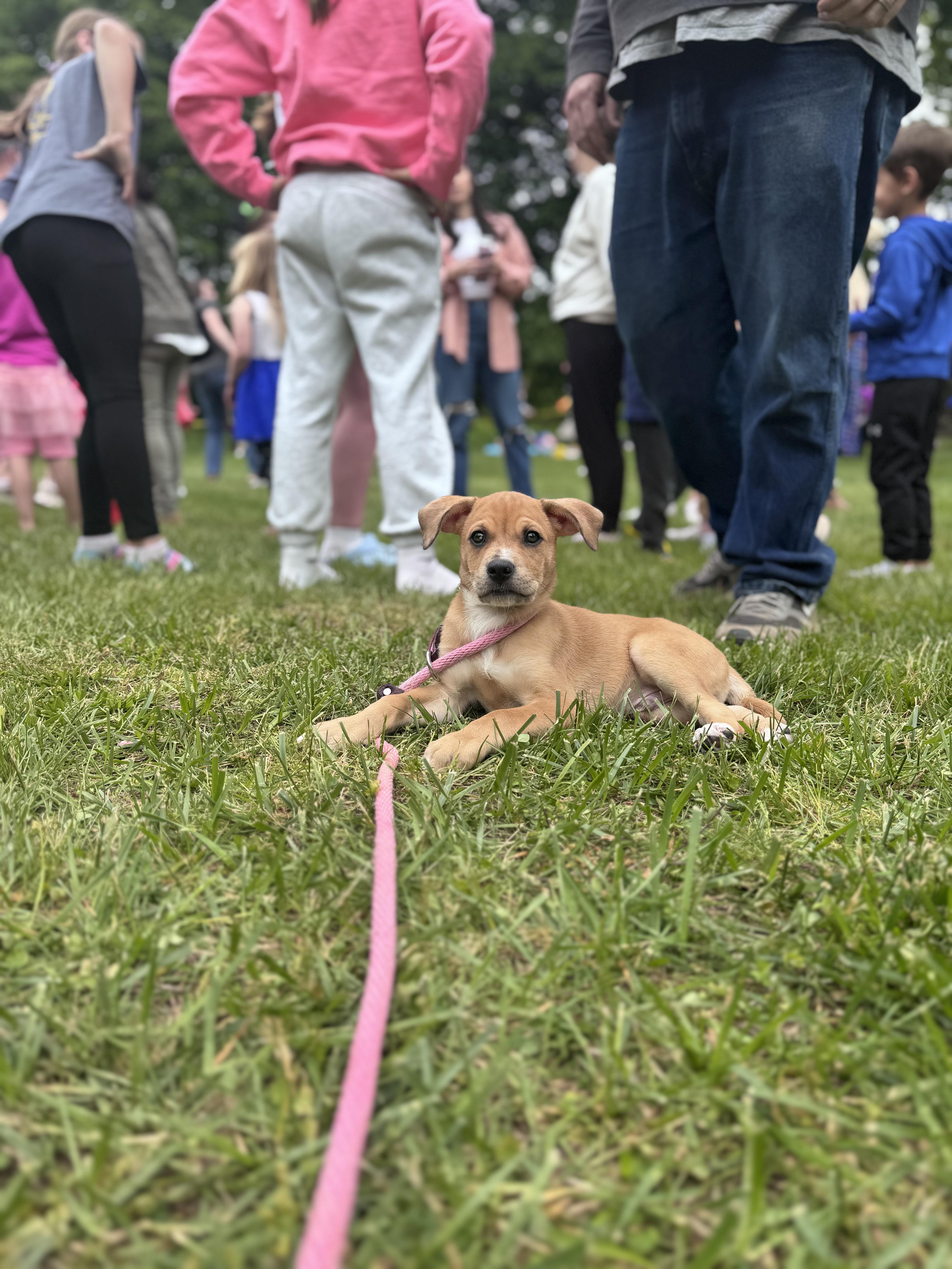 Landon, a ADOPTABLE mixed breed in Simsbury, CT image 2/6