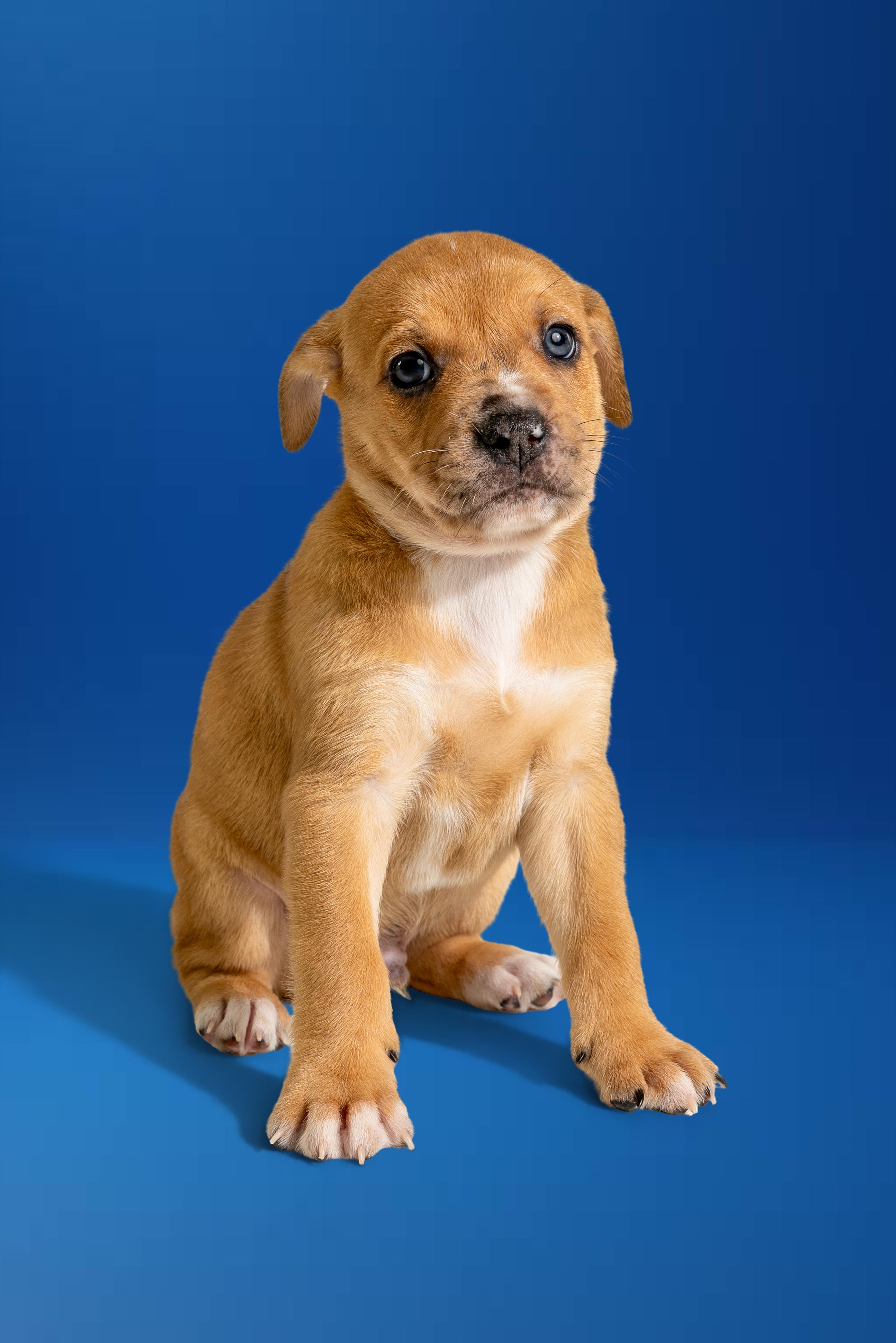 Enlarge Landon, a ADOPTABLE mixed breed in Simsbury, CT image 3/3