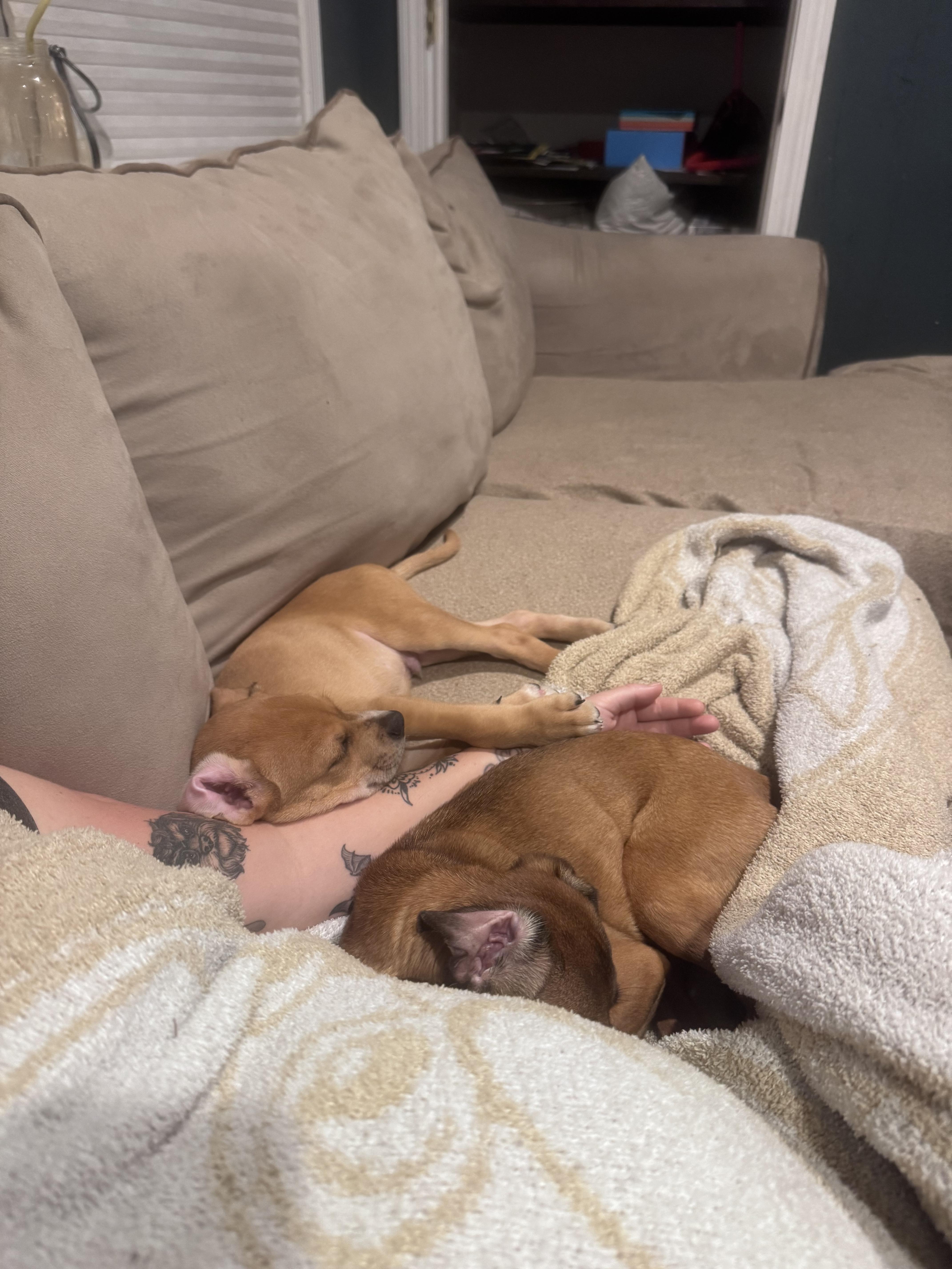 Landon, a ADOPTABLE mixed breed in Simsbury, CT image 5/6