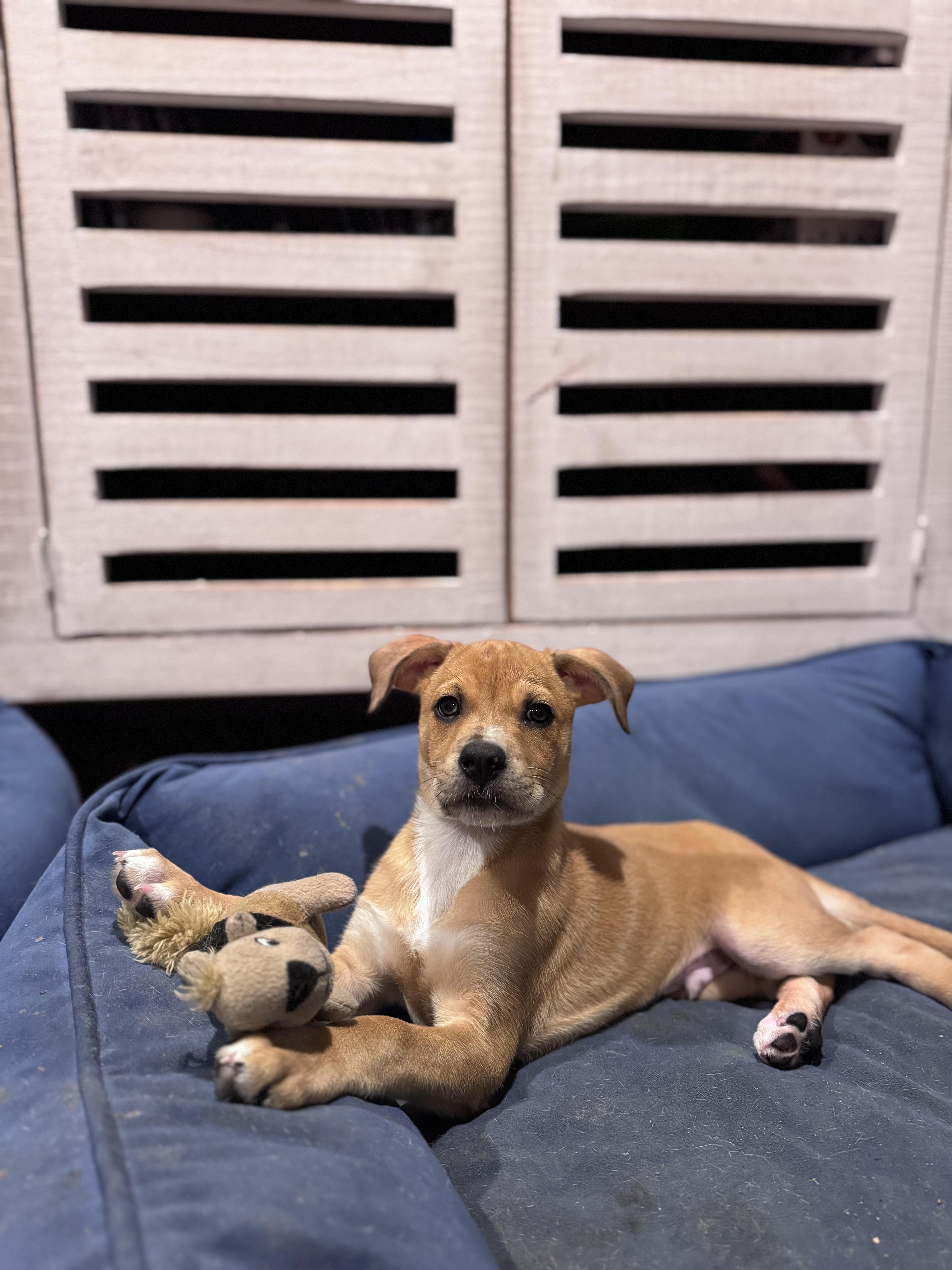 Landon, ADOPTABLE, Puppy Male Boxer & Cattle Dog.